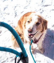 Load image into Gallery viewer, NAVIGATOR DOG LEASH BUDDY
